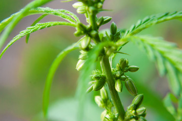 Obraz premium Green cannabis Bush with large marijuana leaves with hemp seeds. Cultivation of cannabis for the production of CBD oil, cream, for medicinal purposes in medicine, dog and cat pet food