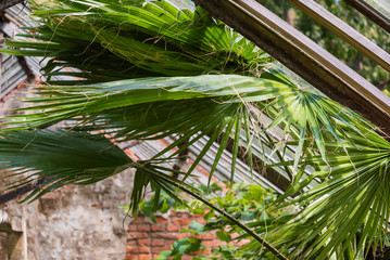 palm tree in the old greenhouse