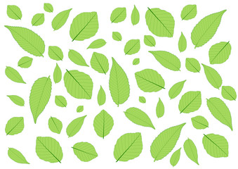 Leaves Green pattern on white background illustration