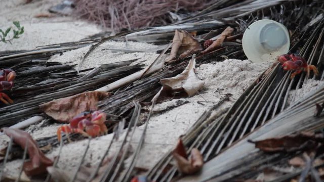 red crab searching for food with plastic cup garbage ribbish behind - stock footage 