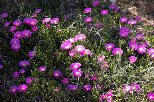 Pink purple flowers of Carpobrotus acinaciformis.