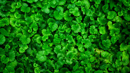 Dark green leaves background