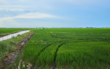 Fototapeta na wymiar Green fields cultivated with rice plants. July in the Albufera of Valencia