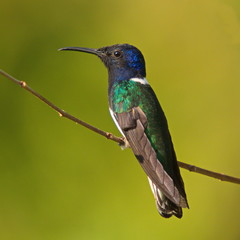 Hummingbird in Minca in Colombia