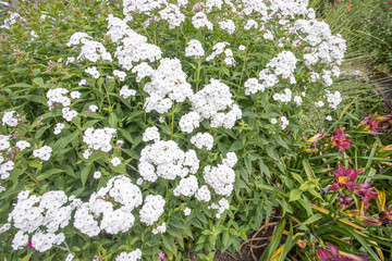 White phlox paniculata Flowers, Knightshayes court country House