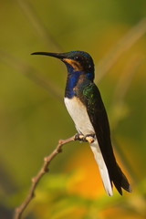 Hummingbird in Minca in Colombia
