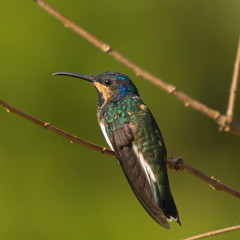 Hummingbird in Minca in Colombia