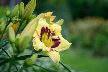 Lily flower on green background.