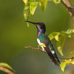 Hummingbird in Minca in Colombia