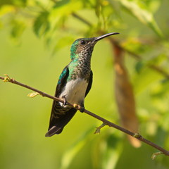 Hummingbird in Minca in Colombia