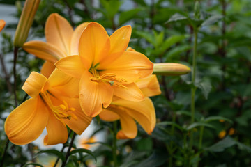 Obraz premium Orange lily in garden.