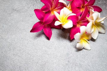 beautiul plumeria background