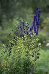 Obraz premium Blue flowers on green background.