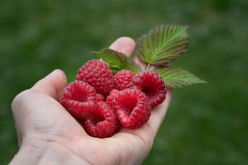 Fresh raspberries in hand.