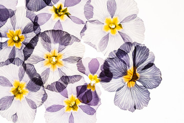 Fototapeta na wymiar dry primrose flowers