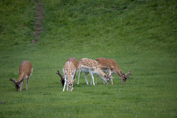 Naklejka na ściany i meble group of fallow deer at Dyrham Park country house