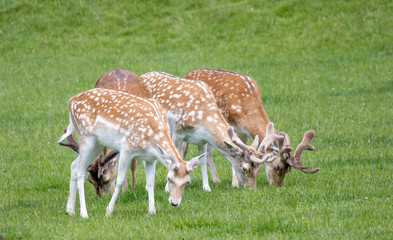 Naklejka na ściany i meble Group of fallow deer at Dyrham Park country house
