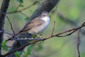 whitethroat is small migratory bird