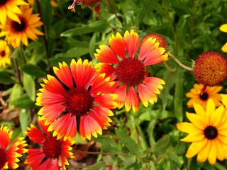 Macro photographie d'une marguerite rouge et jaune