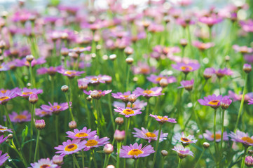 Fototapeta premium ピンク パープル たくさんの花 デイジー s01(DSC_8860)