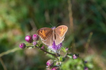 The Meadow brown (Maniola jurtina) butterfly on a thistle 