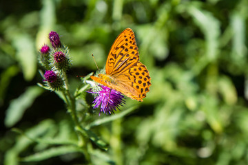 The Silver-washed fritillary (Argynnis paphia) on a thistle flower