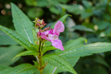 The Impatiens glandulifera (the Policeman's Helmet) blooming
