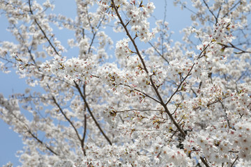 Cheery Blossom is blooming in Osaka, Japan 