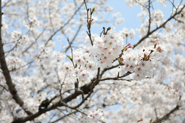 Cheery Blossom is blooming in Osaka, Japan 