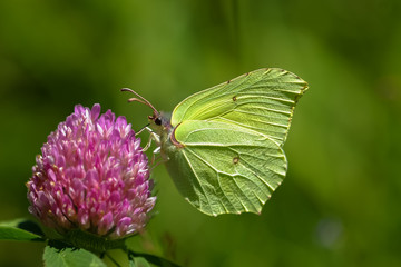 Allphotokz Butterflies 20070701 4383 1DM3