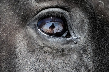 closeup of a reflection of a hand on a horse eye 
