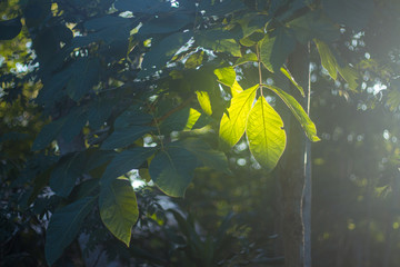 The sun hits the leaves in the morning. That looks fresh and comfortable The charm of the rainy season