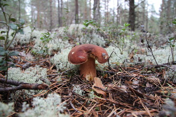 Boletus edulis edible mushroom in the forest