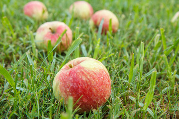 Red apples on green grass in the orchard
