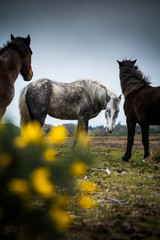 New Forest ponies grazing under moody sky in Hampshire