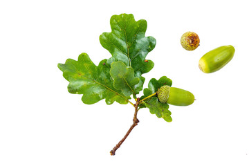Close up of a branch with green leaves of an oak and an acorn on the white isolated background © Naletova