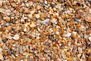Seashells on the seashore on a sunny day. Seashore from seashells