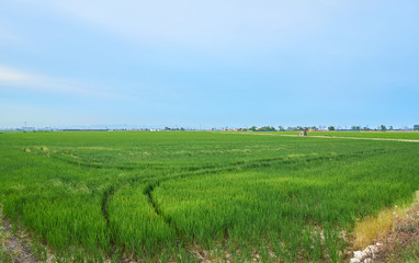 Fototapeta na wymiar Green fields cultivated with rice plants. July in the Albufera of Valencia