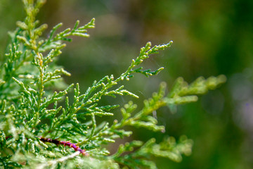 Young branch of cypress on a sunny day. Green cypress on a summer forest background.