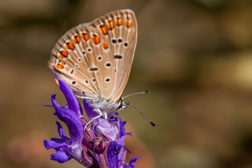 Allphotokz Butterflies 20140824 9875 5D