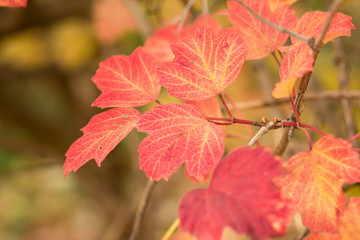 Fototapeta na wymiar Viburnum branch with autumn red leaves with natural background.