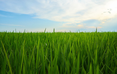 Green fields cultivated with rice plants. July in the Albufera of Valencia