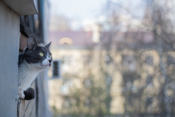 Gray Hair Cat on the Balcony look at
