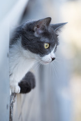 Gray Hair Cat on the Balcony look at