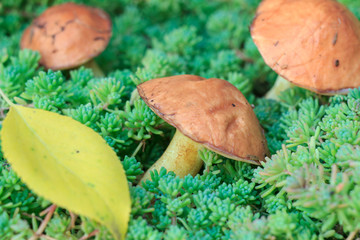 Edible mushrooms in moss at the forest.