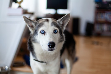 Blue-eyed husky dog in home environment. An inquisitive Siberian Husky is seen close up indoors. Snout view of a one year old healthy pet dog with short white and grey coat stands in family room. © Valmedia