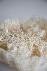 sponge fiber on grey background