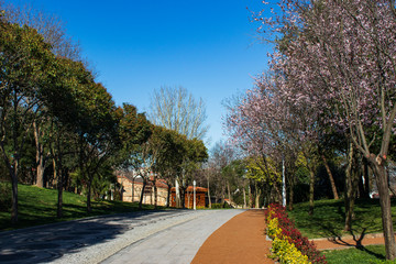 Beautiful landscape natural textures on the blue clear sky, yellow leaves spring natural colorful, green tree leaf flower in nature garden wallpaper background