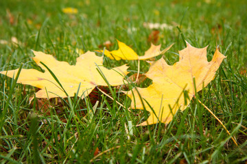 Fallen maple leaves on grass in autumn season.