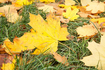 Fallen maple leaves on grass in autumn season.